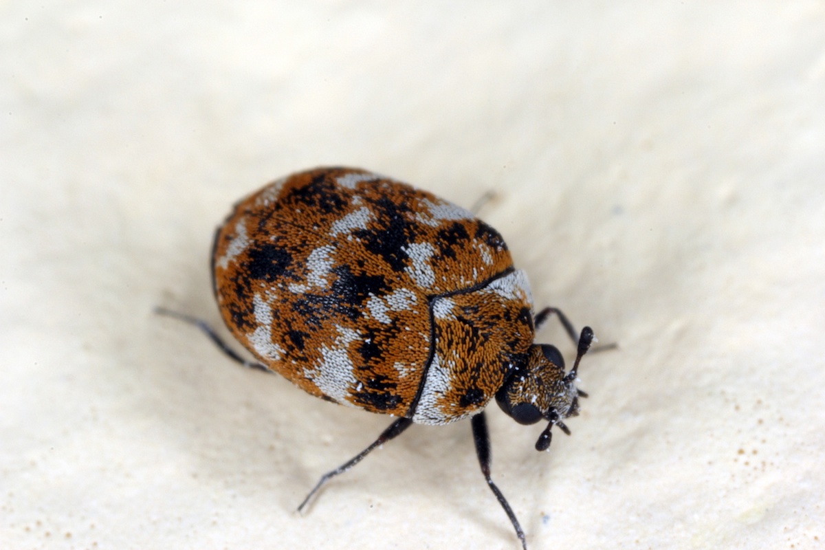 Do Carpet Beetles Take Flight? My Own Tale! - Carpet Cleaning Force
