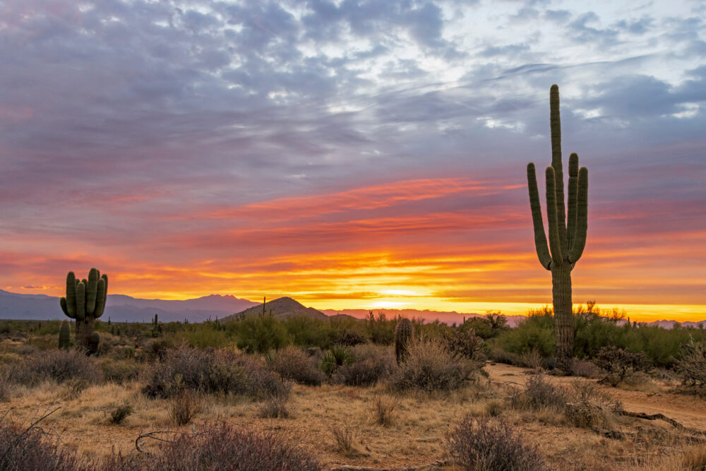 Desert Landscape With Saguaro Cactus At Sunrise Time In Arizona