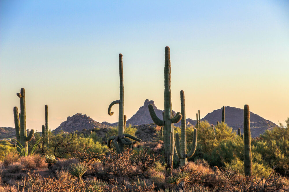 Saguaros And The Mcdowell Moutains In North Scottsdale Brown's Ranch Hiking Trail