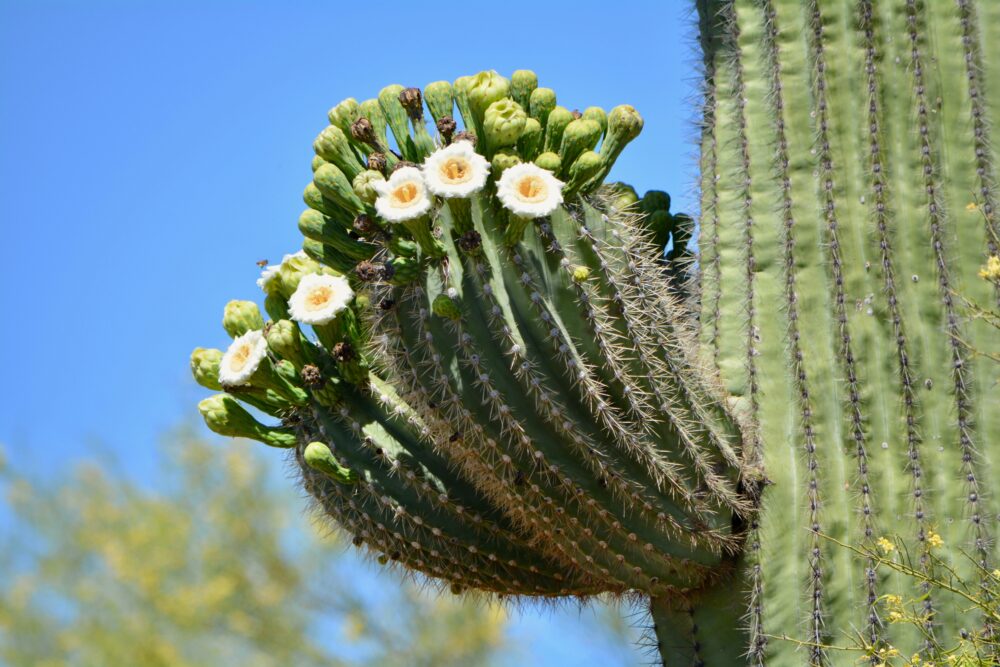 Blooming Saguaro Cactus Sonoran Desert Arizona Scottsdale