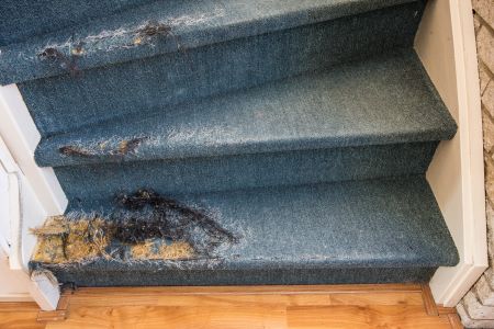 Carpet Damage